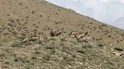 Van semalarında nadir rastlanan dev akbaba göçü