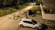 Bolu Kılıçarslan'da sokak köpekleri mahalleliyi sokağa çıkamaz hale getirdi