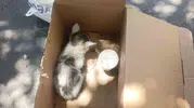 Siirt'te reklam panosuna giren minik kedi AFAD tarafından kurtarıldı