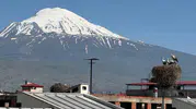 Iğdır’ın leylekleri Ağrı Dağı manzarasıyla mest ediyor