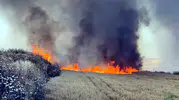 Tekirdağ'da buğday tarlaları alevlere teslim oldu