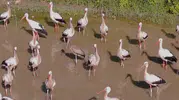 Kırklareli semalarında sürpriz ziyaretçi