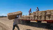 Kırklareli tarlalarında saman balyası mesaisi başladı