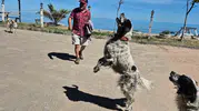 Bartın'da dronların korkulu rüyası olan üç köpek