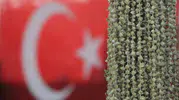 Amasyalı üretici Uganda bamyasına karşı hak arıyor