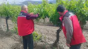 Manisa tarlalarında ürün güvenliği için denetim mesaisi
