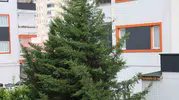 Adana kuzeyinde fırtına çatıları uçurdu ve seraları vurdu