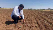 Urfa pamuk tarlalarında hasat sonrası böcek istilası kapıda