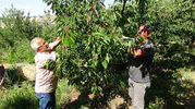 Malatya’da dalbastı kirazı hasadı başladı ama işçi bulunamıyor