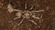 Aydın'da bulunan tarantula türü Türkiye kayıtlarına girdi