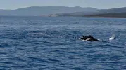 Bodrum açıklarında hayalet ağ temizliğine yunus sürüsü eşlik etti