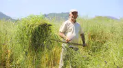 Ordu’da besicinin yem maliyeti belediye desteğiyle azaldı