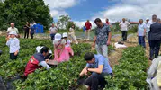 Samsun’un yükseklerinde çilek bereketi yaşanıyor