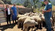 Madra Dağı'nda zorlu aşı mesaisi