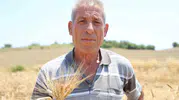 Adana’da unutulan lezzet karakılçık buğdayı toprağa geri döndü