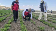 Antakya çiftçisinin fıstık mesaisi yerinde izleniyor