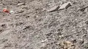 Mudanya sahilinde şaşırtan yaban domuzu yürüyüşü