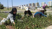 Diyarbakırlı kadınlar kendi şifa bahçelerini hasat etti