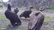Bolu dağlarında nadir görülen dev misafirler kayıt altına alındı