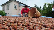 Düzce fındığı Avrupa sofralarında yerini sağlamlaştırıyor