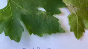 Manisa Sarıgöl'de bağ üreticilerine kritik ilaçlama uyarısı