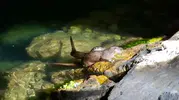 Amasra kıyısında beklenmedik dostluk