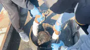 Bitlis'te yakıt tankerinin gizli bölmesinden 30 kaçak çıktı