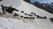 Kaçkar Dağları’nda asırlık gelenek Öküz Göçü zorlu yolları aştı