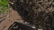 Elazığ’da arılar kovanı terk edip ağaca yerleşti