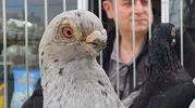 Denizli’nin asırlık Tokur güvercinleri güzellik yarışmasında buluştu
