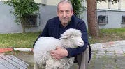 Samsun Kavak Adliyesi’nin en sadık çalışanı bir kuzu oldu