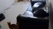 Bolu’da çöp eve dönen daireden 6 kedi kurtarıldı