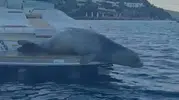 Bodrum açıklarında misafirimiz var
