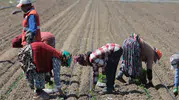 Karacabey tarlalarında salçalık domates mesaisi başladı