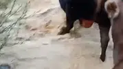 Yusufeli'nde taşkın dereyi aşmaya çalışan hayvanların zor anları