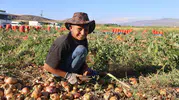 Amik Ovası’nda soğan üreticisinin yüzü fiyat artışıyla güldü