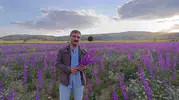 Yozgat'ta tarlalar mor çiçeklerle kaplandı