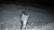 Ganos Dağları’nın gizli sakinleri fotokapanlara yakalandı