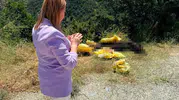 Pazaryeri yoluna bırakılan hayvan leşine belediyeden sert tepki