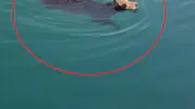İskenderun Limanı’nda gemiden atlayan angusun denizde yüzüşü şaşırttı