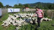 Ordu’da fındığa alternatif kaz dönemi