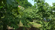 Giresun fındığını kurtarmak için samuray arıları sahaya indi