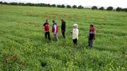Adıyamanlı çiftçiler kuraklığa karşı çörek otuna sarıldı