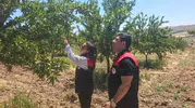 Elazığ Ağın’da badem bahçeleri için tarım ekipleri sahaya indi