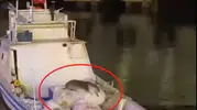 Avşa Adası’nda balıkçı teknesine misafir olan su samuru kamerada