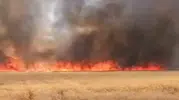 Harran'da buğday tarlası alevlere teslim oldu