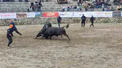 Ayder yaylasında boğa güreşleri yağmura rağmen başladı