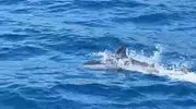 Bodrum açıklarında tekneye eşlik eden yunus kameraya yansıdı