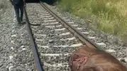 Palu demiryolunda beklenmedik kaza trafiği aksattı