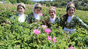 Burdur Gölü kıyısında sezonun ilk gül hasadı başladı